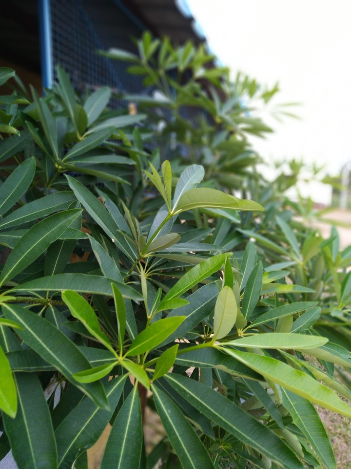 leaves