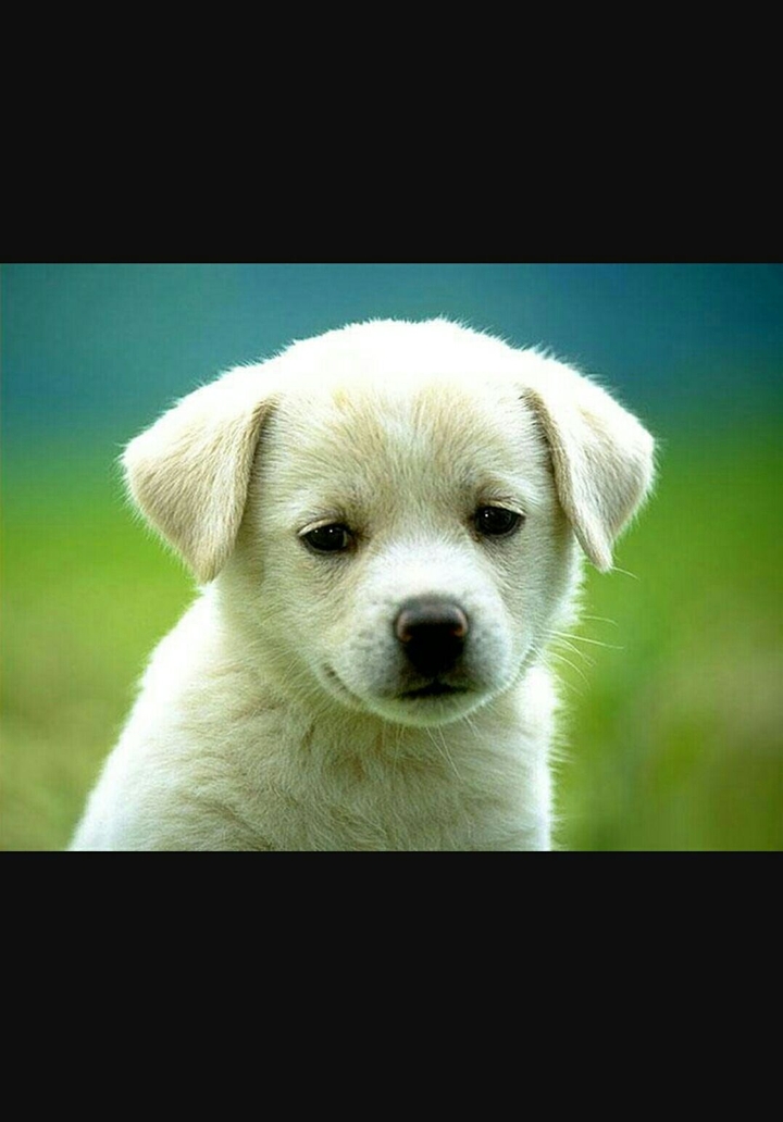 Cute Dog ♡