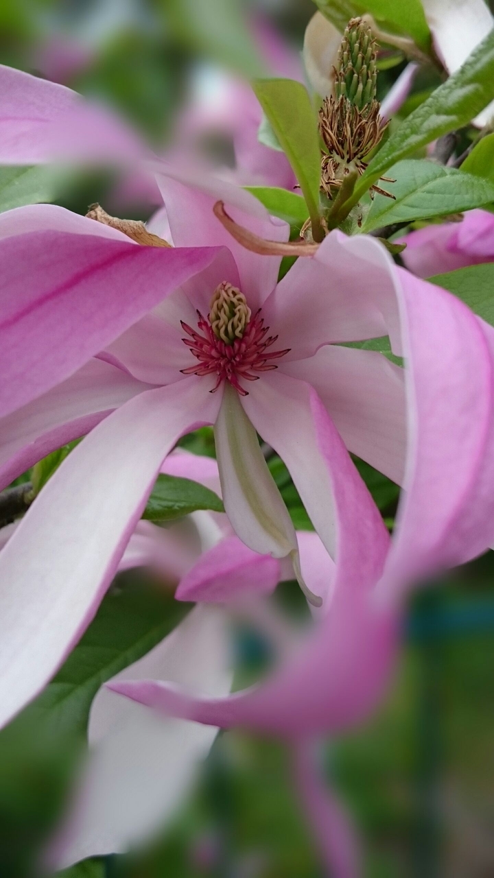 Magnolie