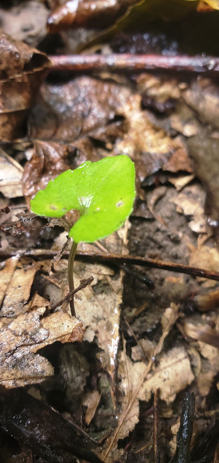leaf