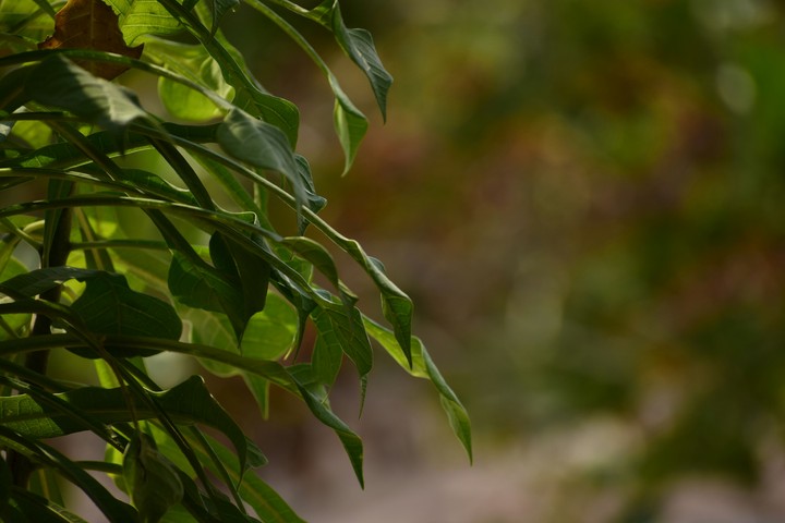 Save Green...