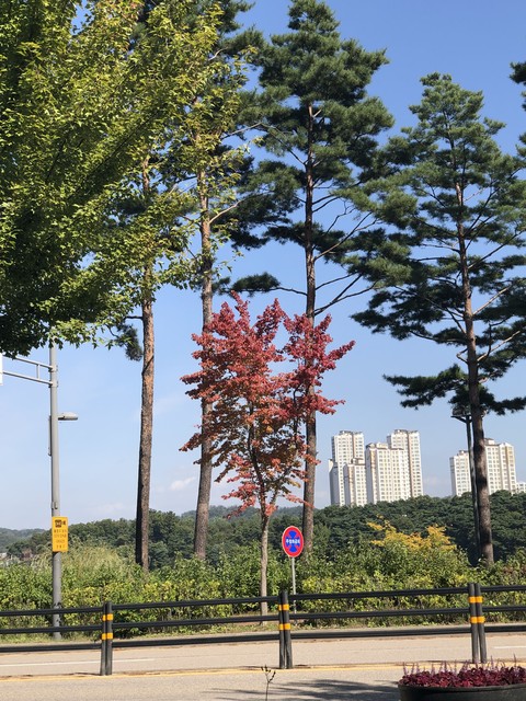 red tree