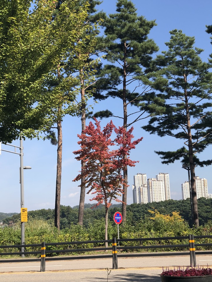 red tree