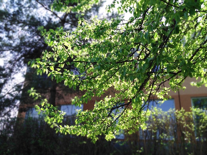 Tree in light