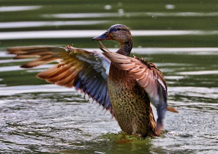 Duck
