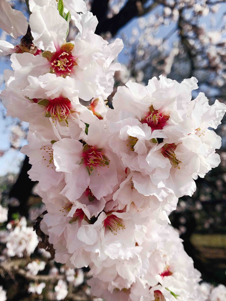 Cherry Blossom