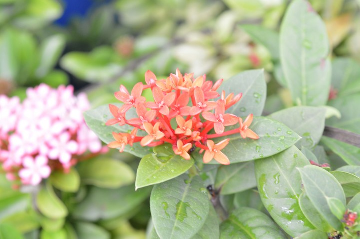 red flower