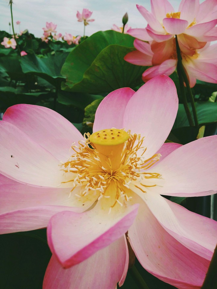 Lotus