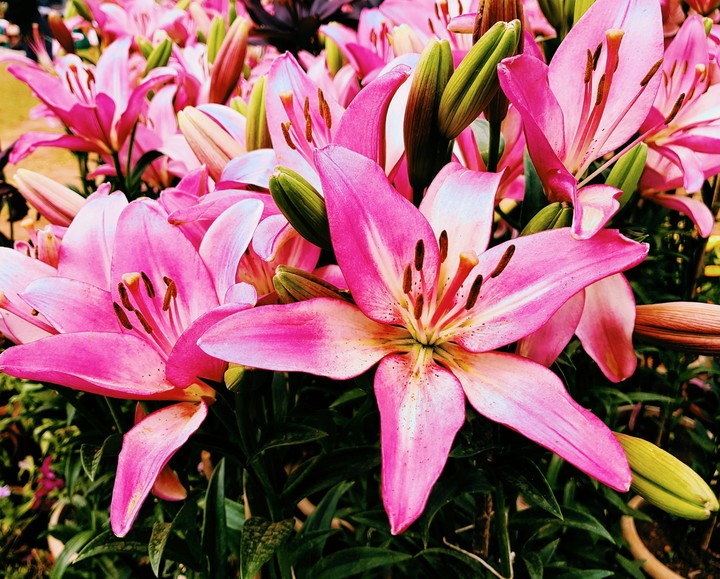 lovely blossom