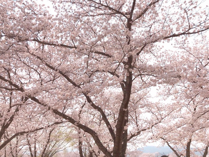 벚꽃