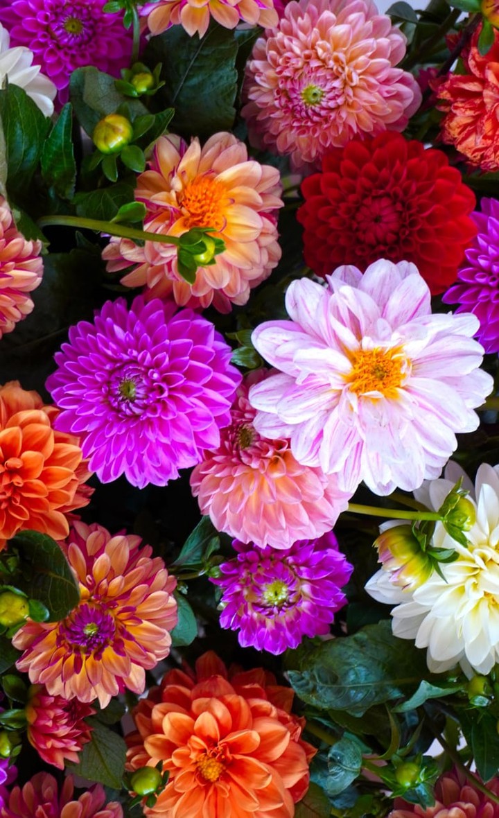 Flowers