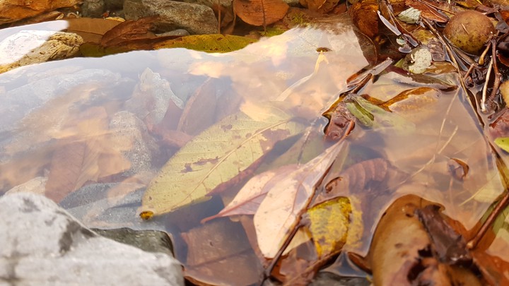 fallen leaves