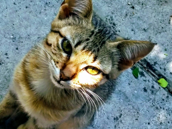 sunlight