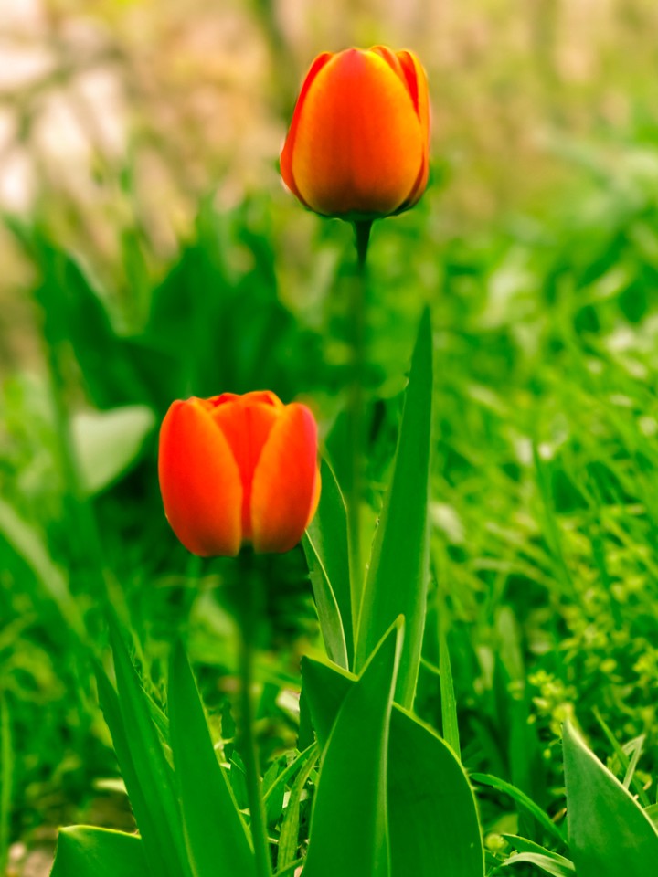 tulips