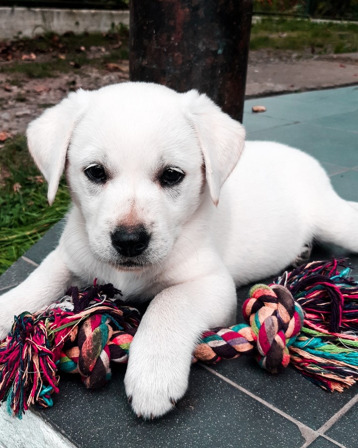 It's dog Luna