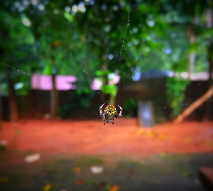 spider