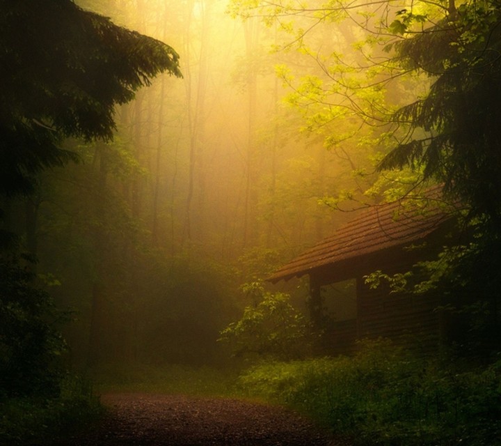 Fogg In Forest