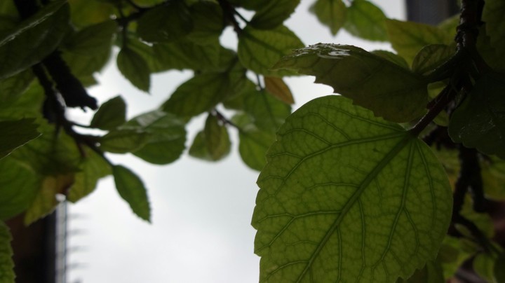 #Green leaf