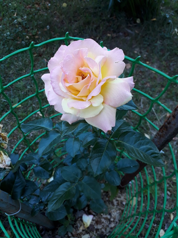 Garden rose