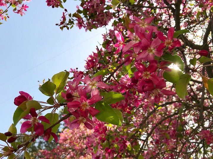 flowers