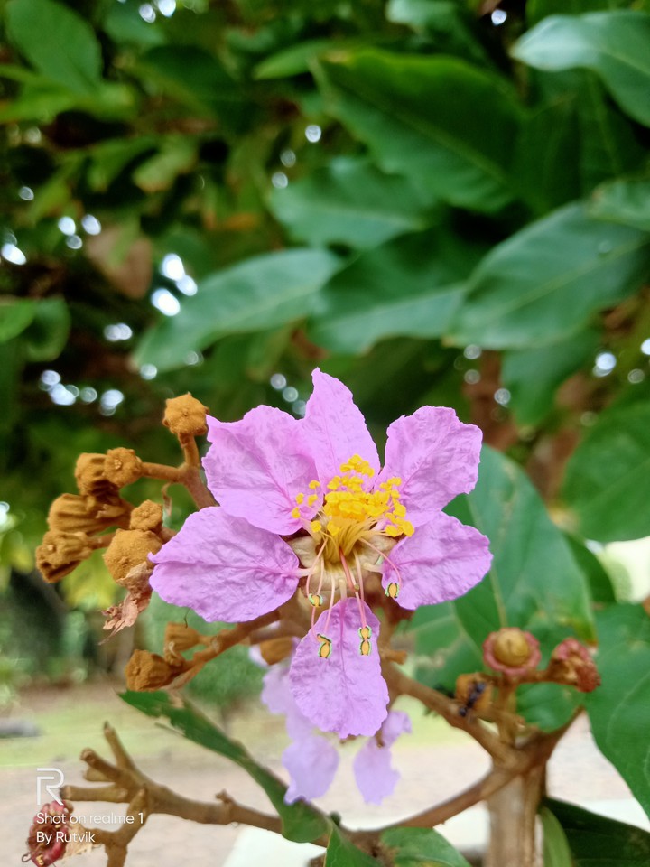 Pink Flower