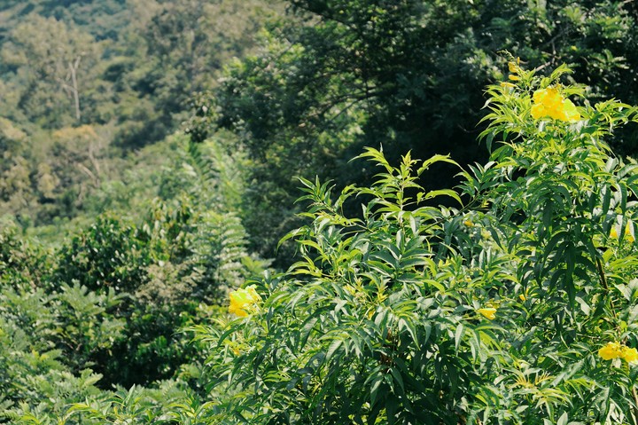luscious green