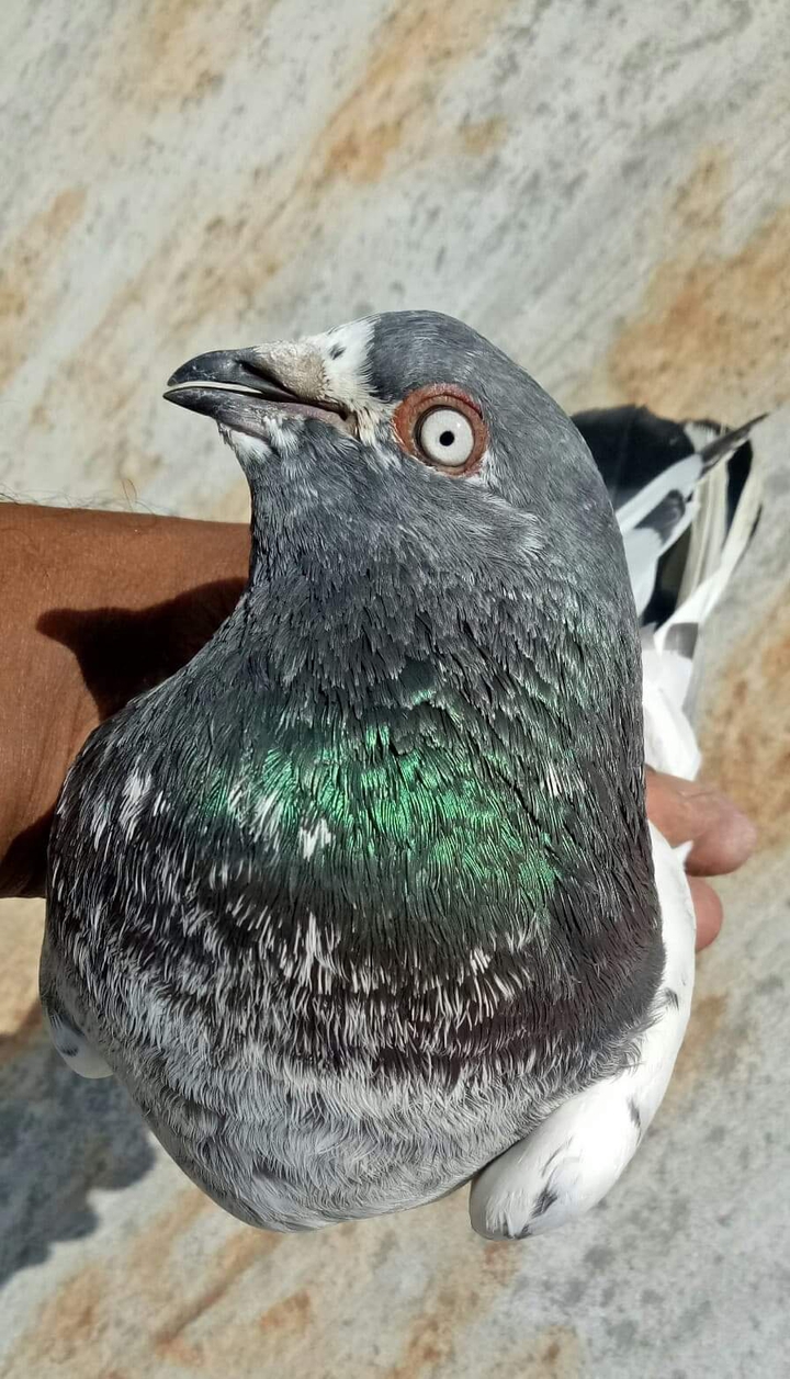 Pigeon