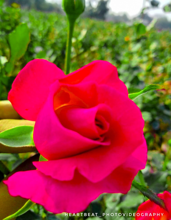 rose flower