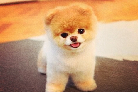 Boo❤