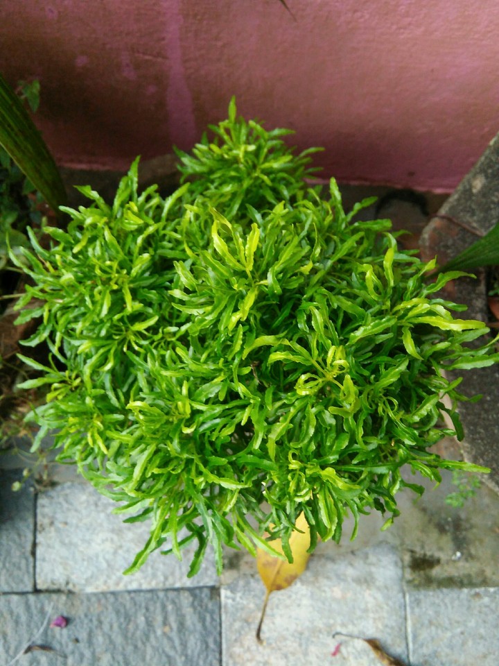 BuSh