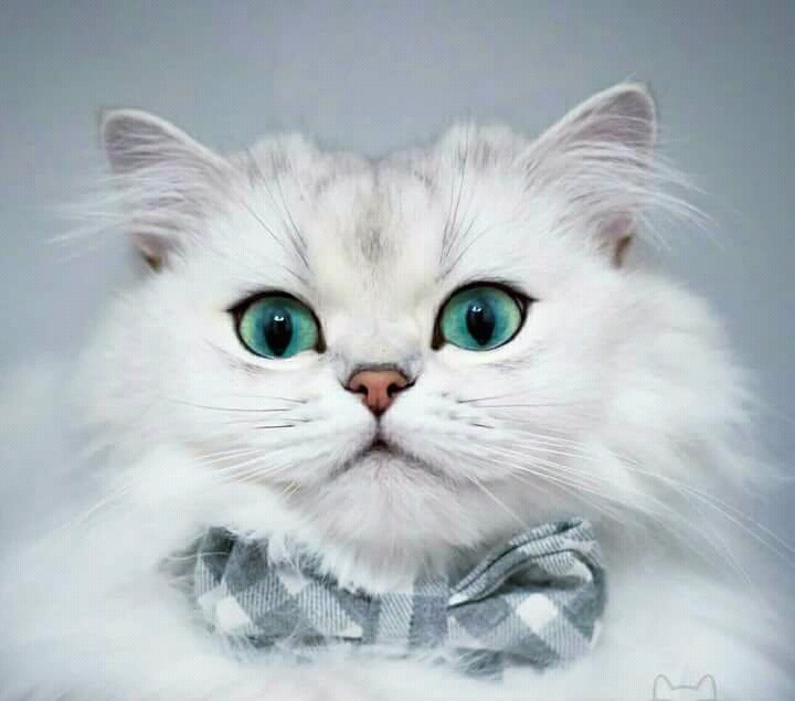 cute