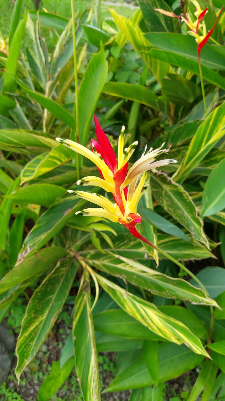 花