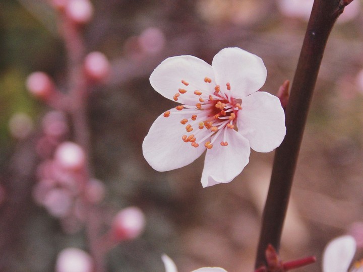 Rose Spring