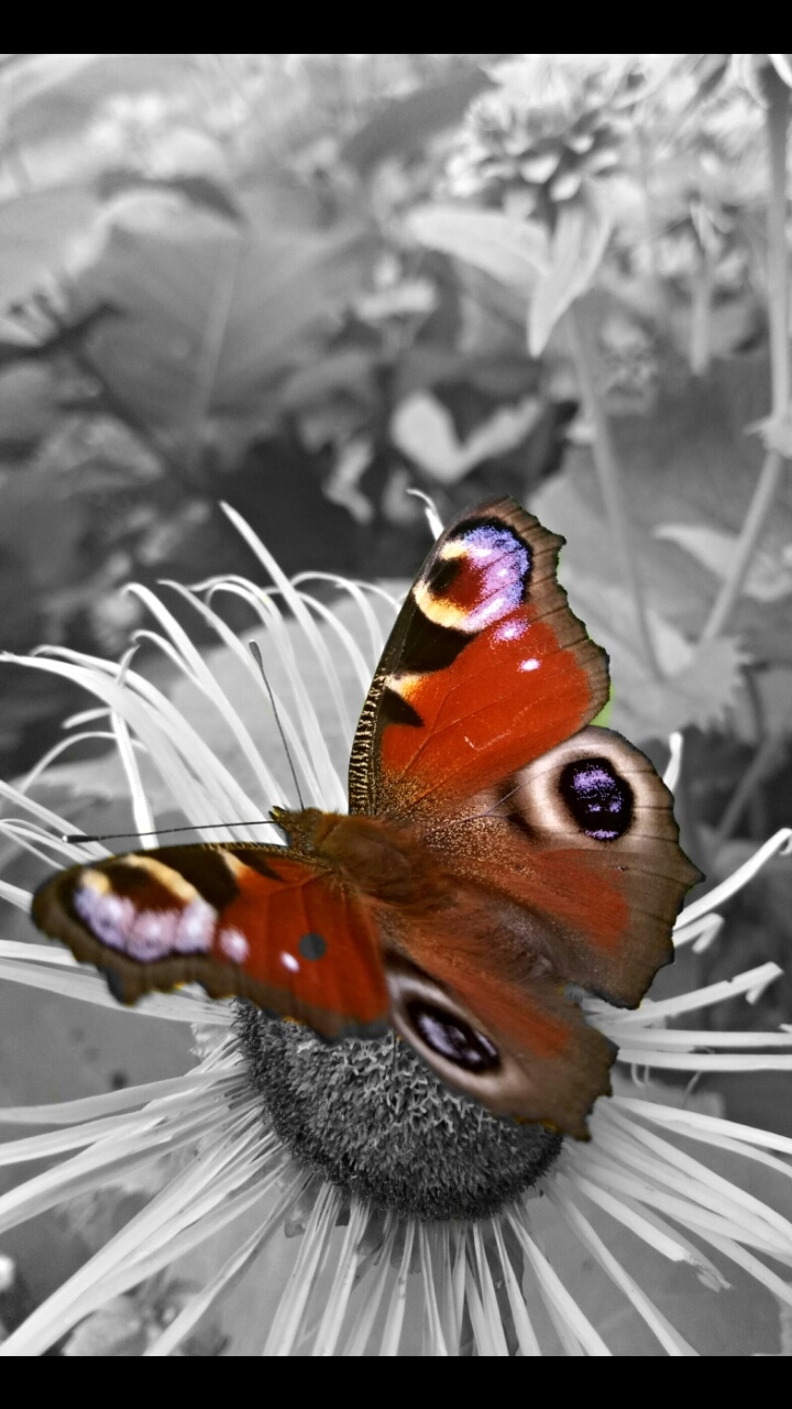 Butterfly ❤