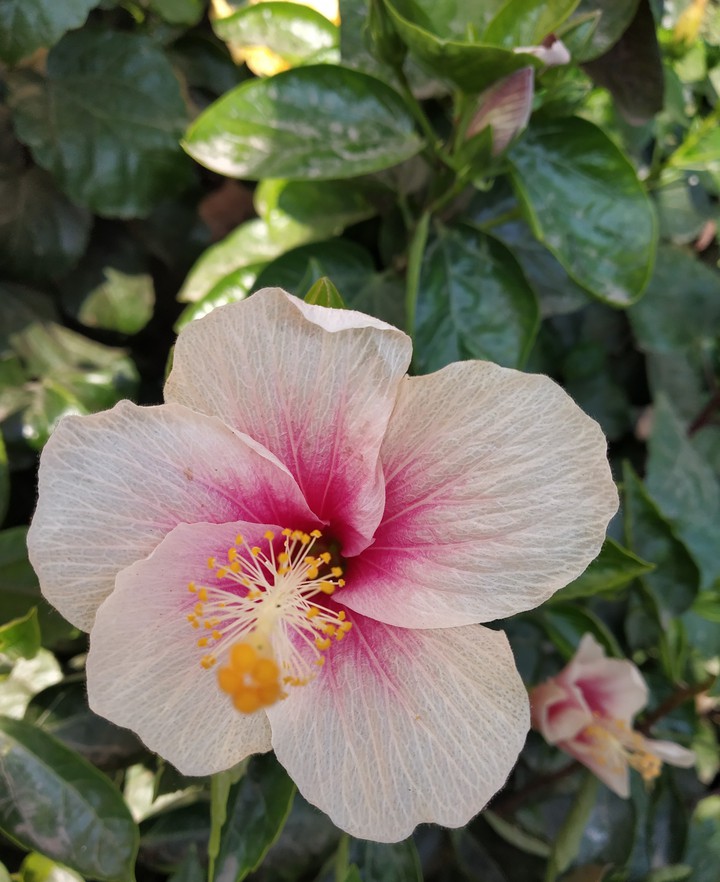 Hibiscus