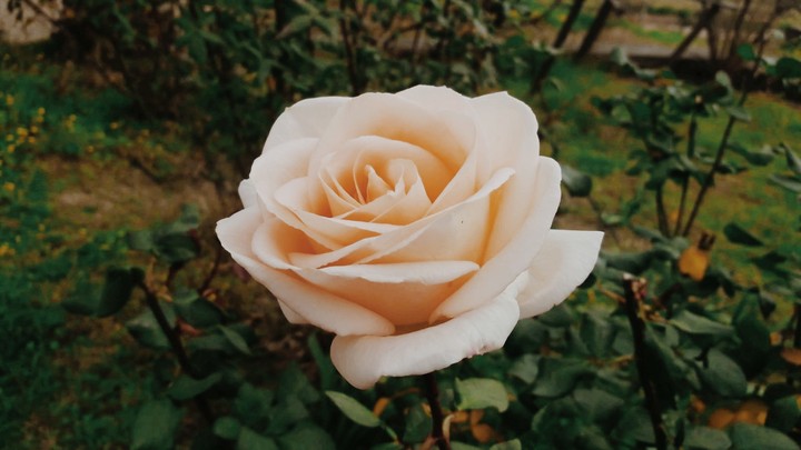 white rose