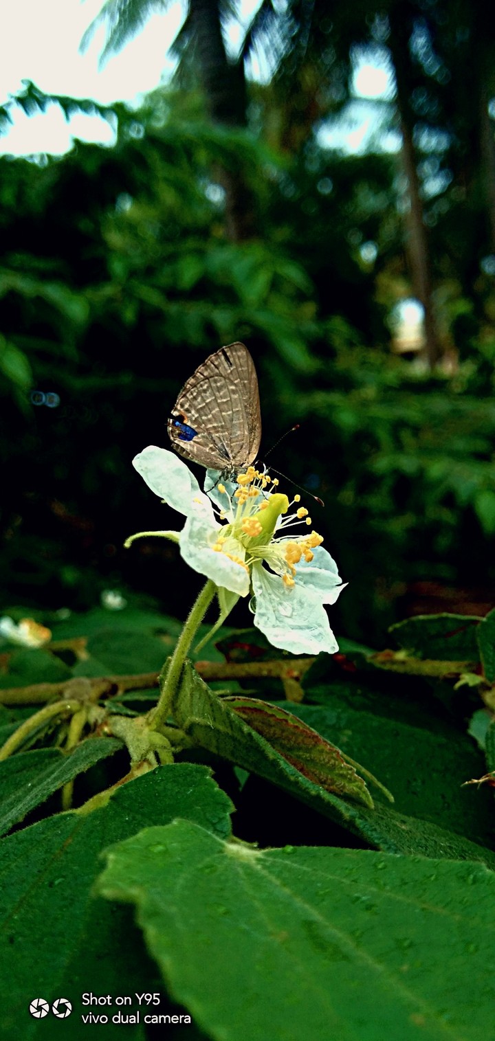 butterfly