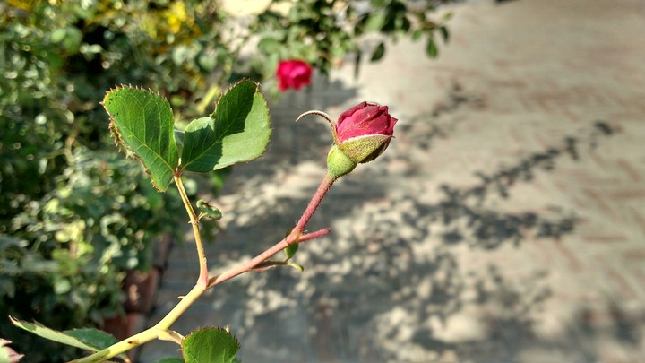 flower