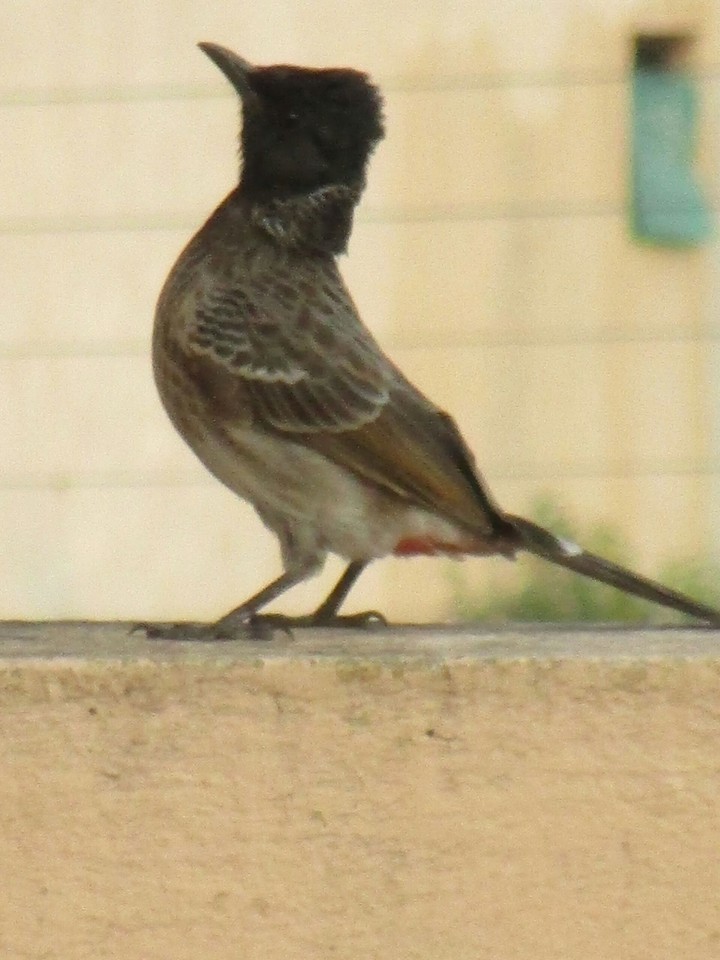 bird