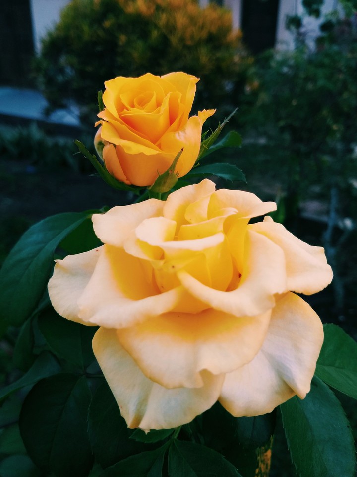 flor