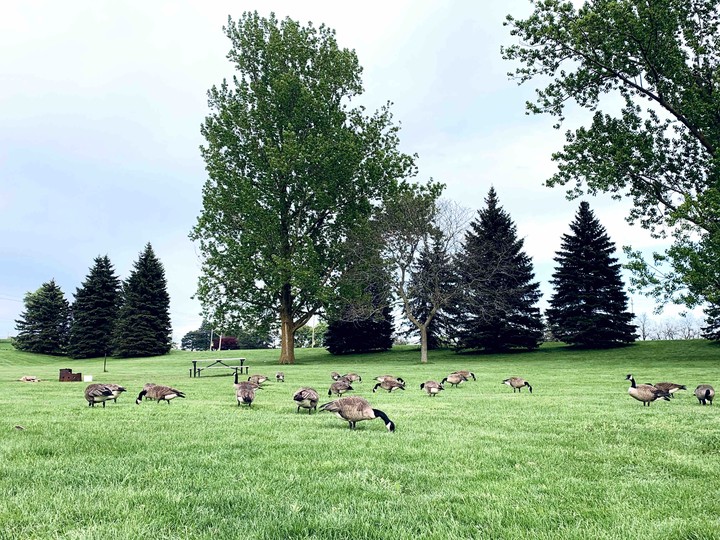 Geese