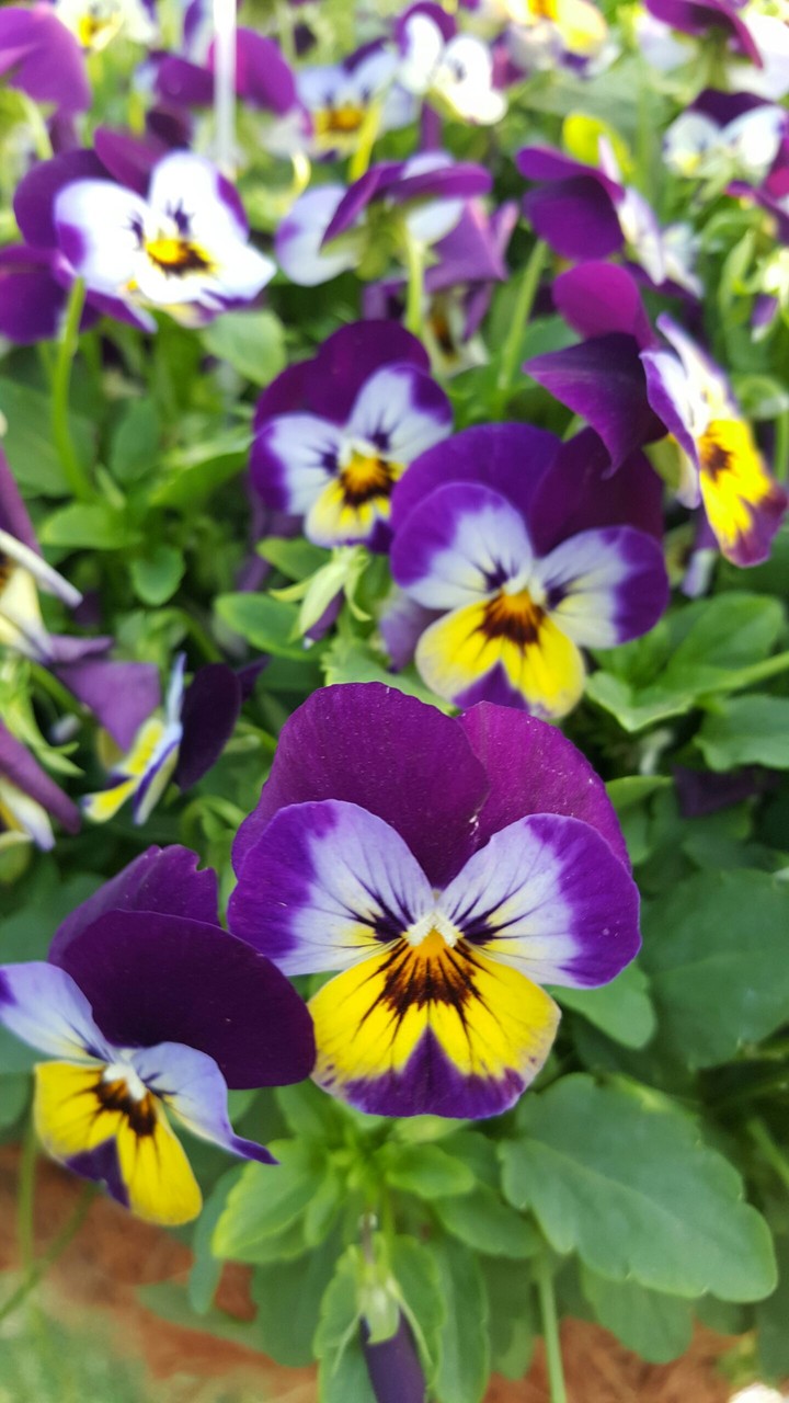 Purple Flowers