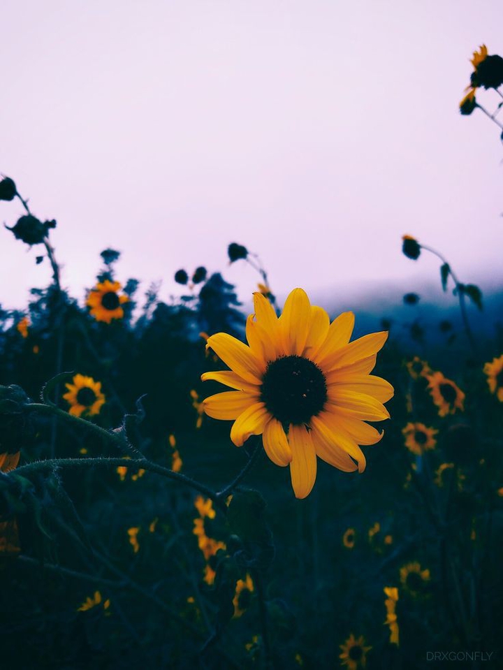 sunflower