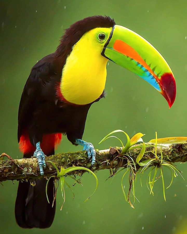 bird