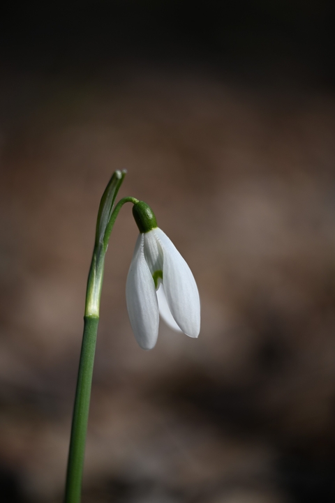 snowdrop, pedicel wallpapers