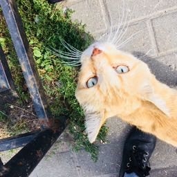 кот