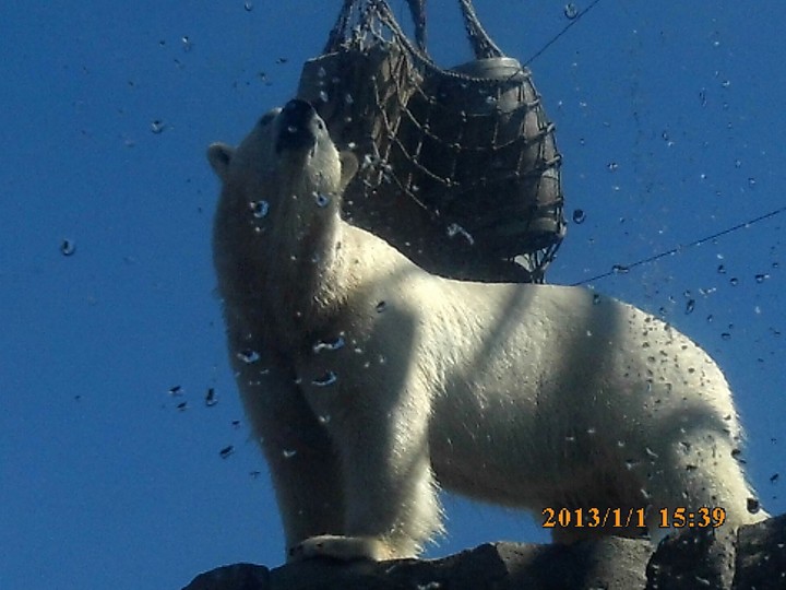 Eisbär