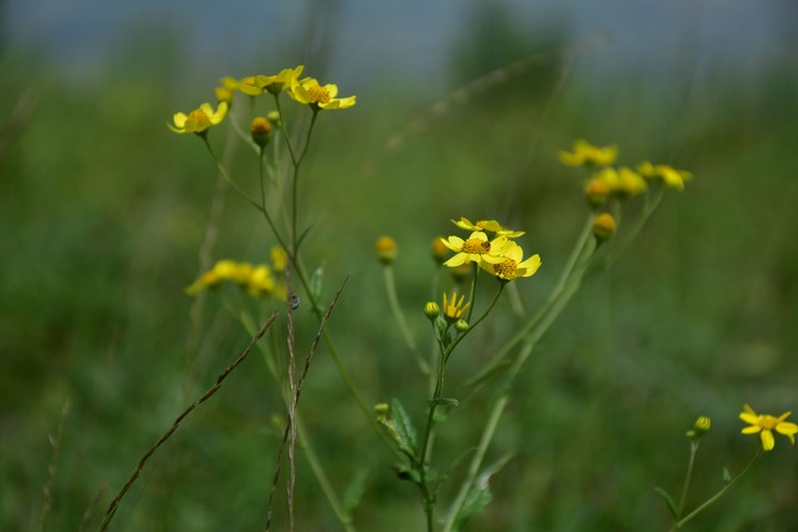 Kaas Pathar