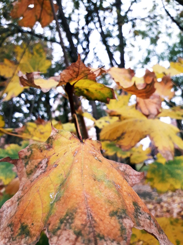 leaves