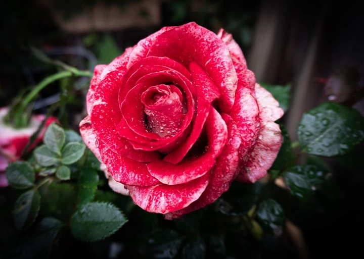 Rose of Hope